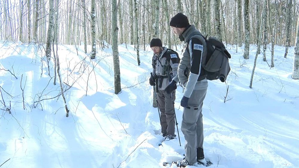 Watch the hunt for an elusive grey wolf once thought to be extinct in France