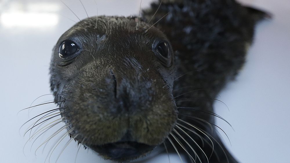 ‘We must end this war on nature’: Europe’s most endangered species to protect on World Wildlife Day