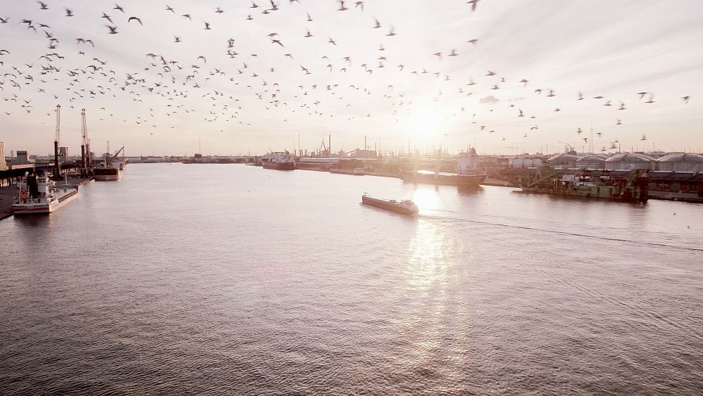 Port behind 10% of Belgium’s CO₂ emissions pioneers carbon-slashing tech, aiming at net zero by 2050