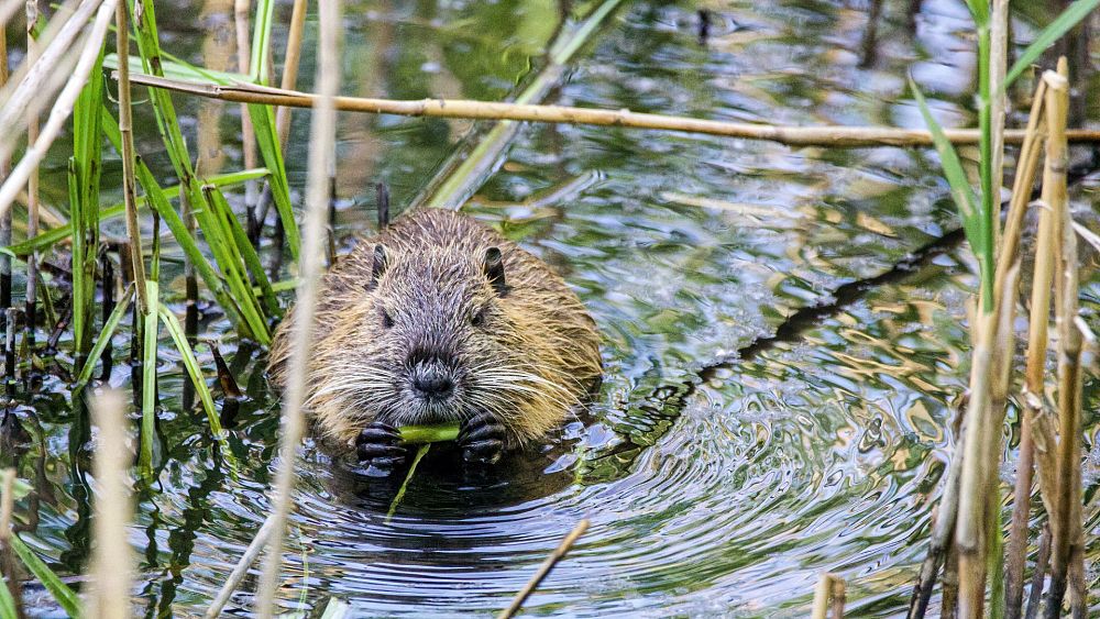 Beavers are returning to London – and they might protect a local train station from flooding