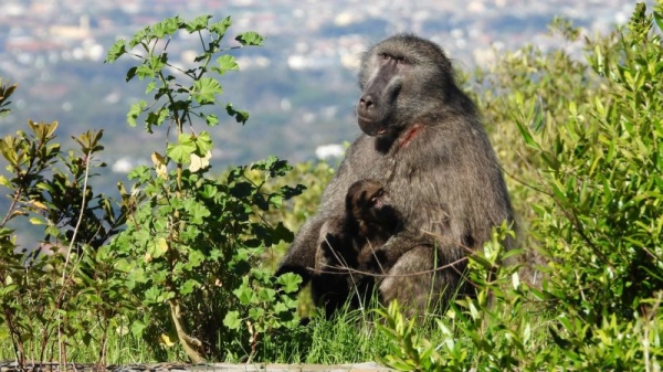 Cape Town’s ‘urban’ baboons: How to live with our primate cousins